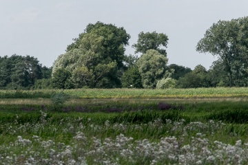 1627756252-ezmsci-_mg_3394.jpg