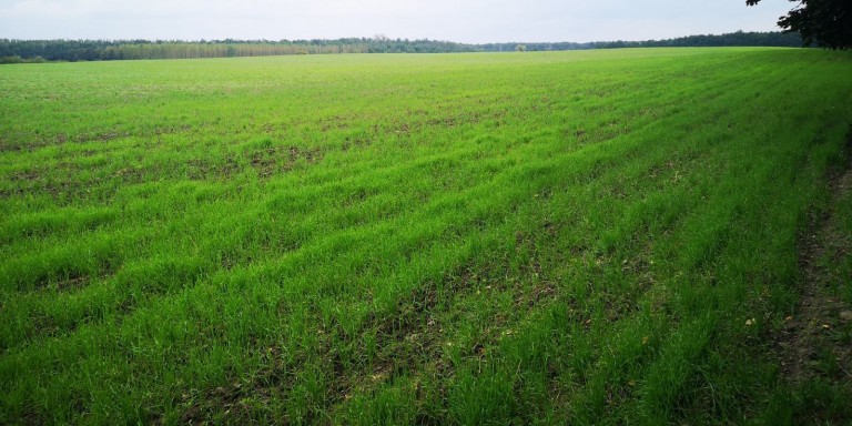 Sześćset pogrzebów rocznie i tylko tysiąc miejsc na cmentarzu w Koninie