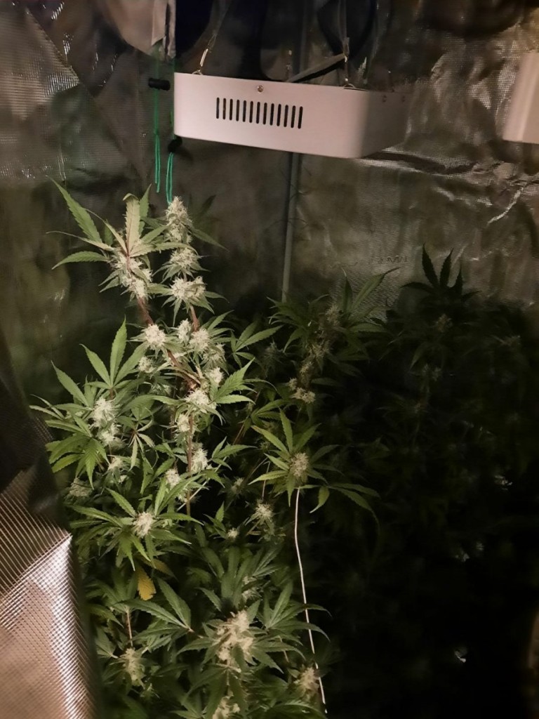 Zatrzymany z marihuaną. W mieszkaniu miał plantację konopi indyjskich