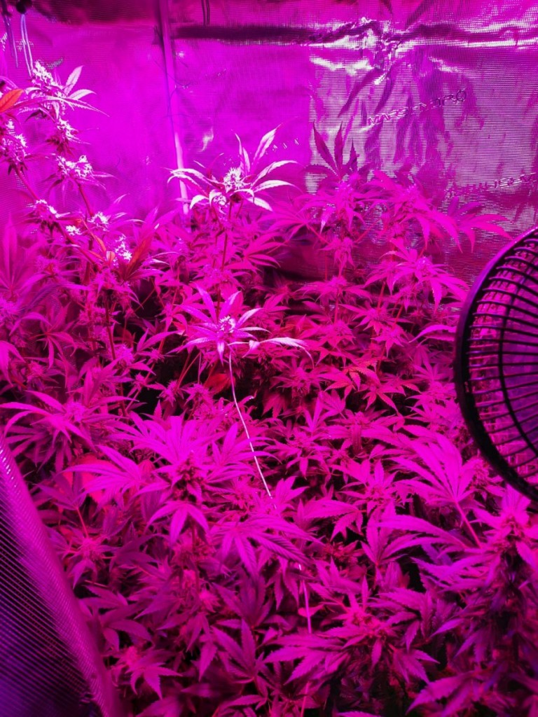 Zatrzymany z marihuaną. W mieszkaniu miał plantację konopi indyjskich