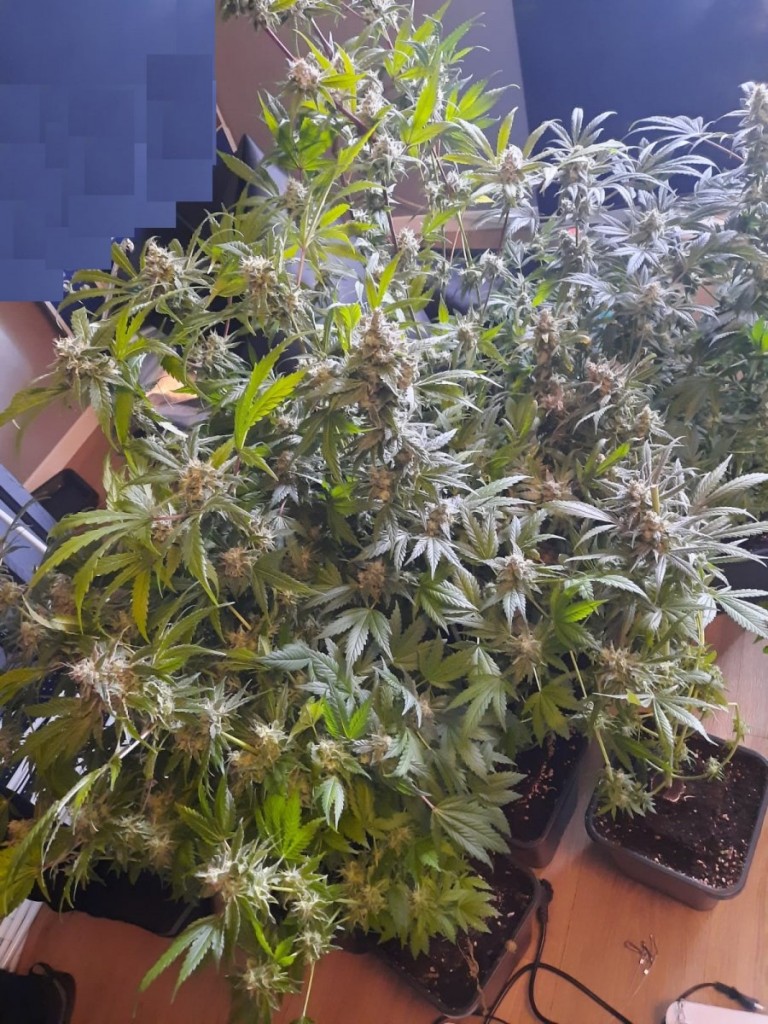 Zatrzymany z marihuaną. W mieszkaniu miał plantację konopi indyjskich