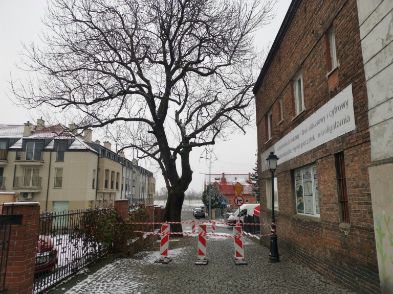 Przez pożar starego jesiona ul. Wodna jest nieprzejezdna