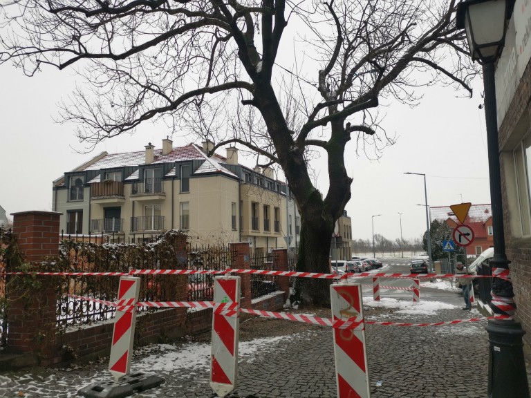 Przez pożar starego jesiona ul. Wodna jest nieprzejezdna