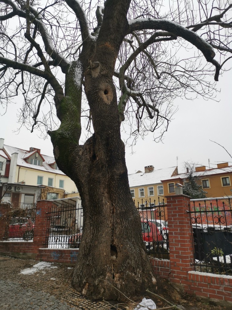 Przez pożar starego jesiona ul. Wodna jest nieprzejezdna