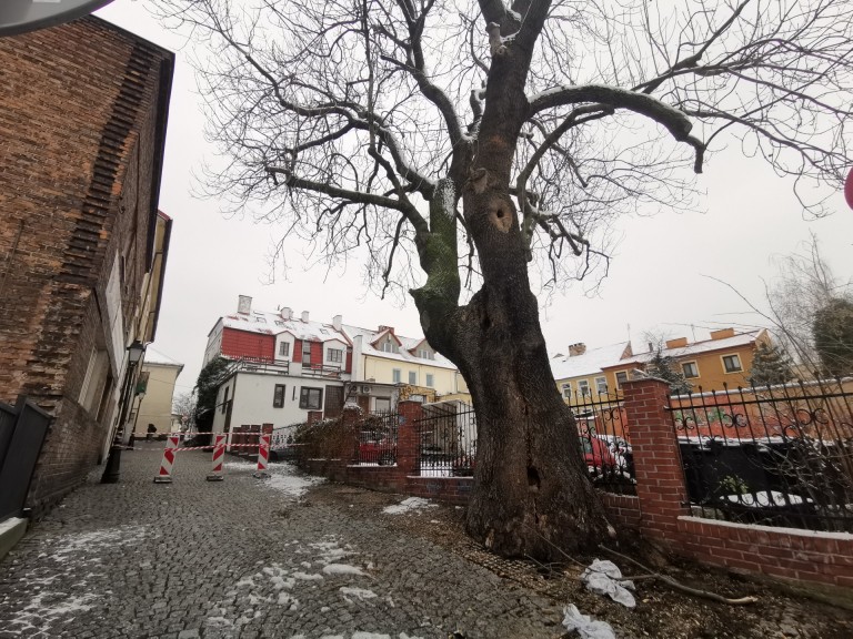 Przez pożar starego jesiona ul. Wodna jest nieprzejezdna