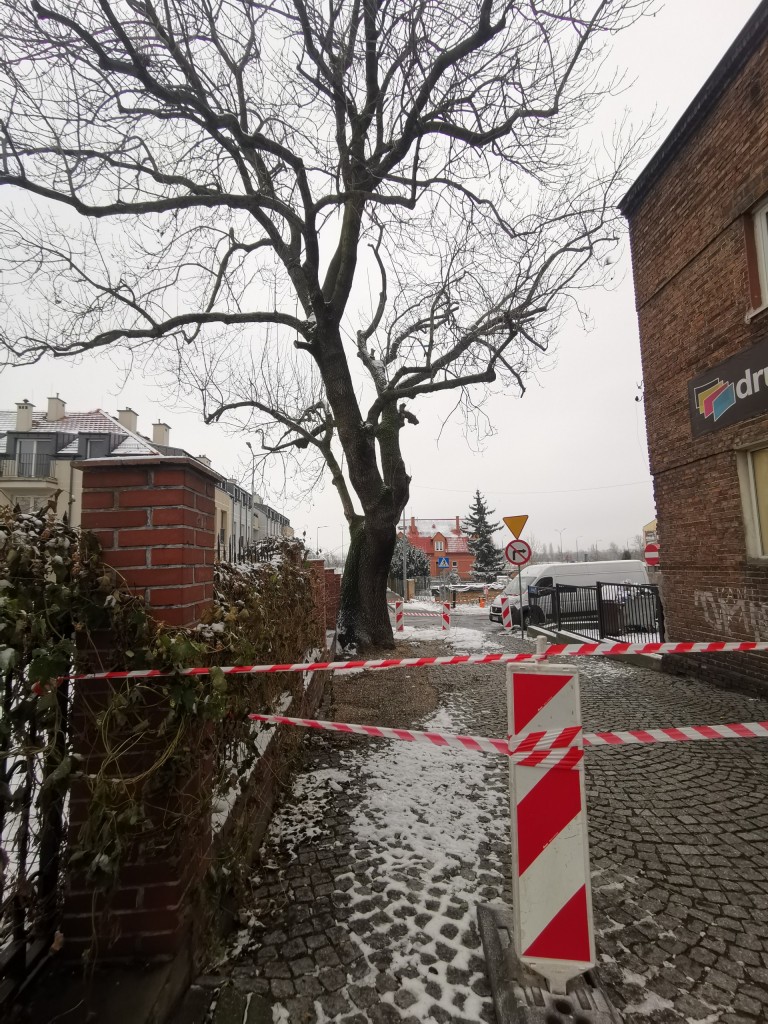 Przez pożar starego jesiona ul. Wodna jest nieprzejezdna