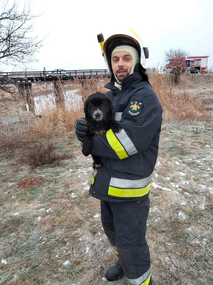 Pod psią rodziną zarwał się lód. Na ratunek ruszyli miejscowi strażacy