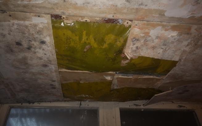 Zwierzęta ze schroniska bez dachu nad głową. Potrzeba 40 tys. zł