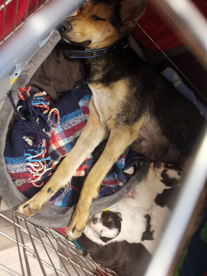 Schronisko apeluje o adopcje psów! Potrzebne miejsce dla zwierząt z Ukrainy