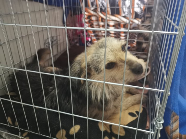 Schronisko apeluje o adopcje psów! Potrzebne miejsce dla zwierząt z Ukrainy