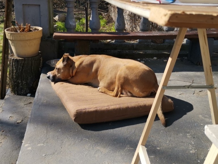 Jan Sznajder w poszukiwaniu 