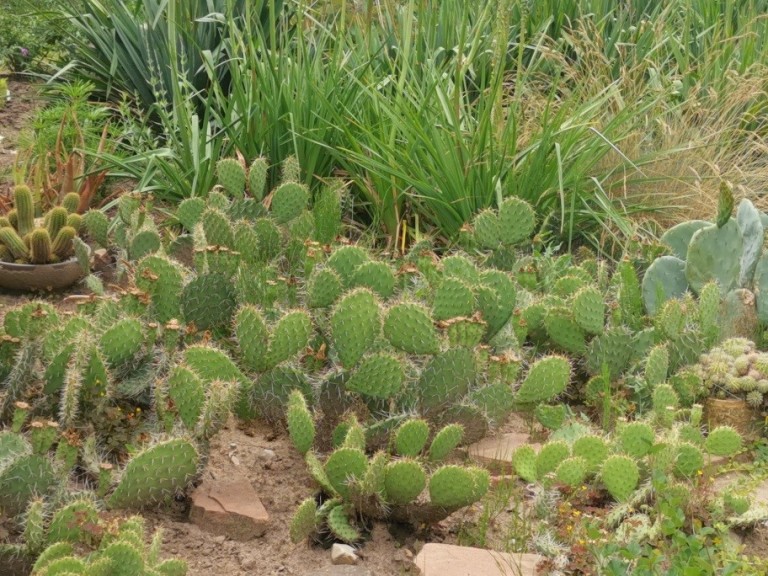 Kaktusy są dobre do wyrabiana cierpliwości