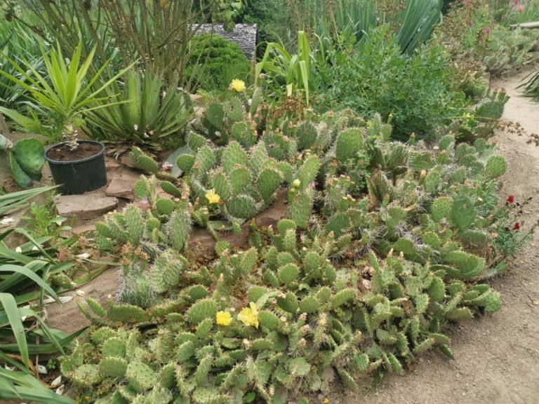Kaktusy są dobre do wyrabiana cierpliwości