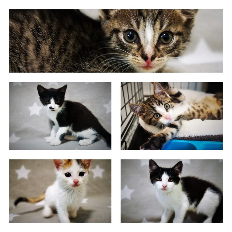 Trwa sezon na porzucane kocięta i szczenięta. Schronisko potrzebuje wsparcia!