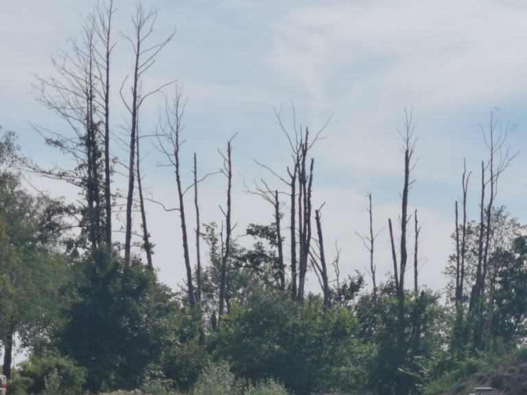 Chcą odszkodowań za kikuty drzew. Kto za to zapłaci?