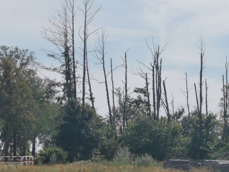 Chcą odszkodowań za kikuty drzew. Kto za to zapłaci?