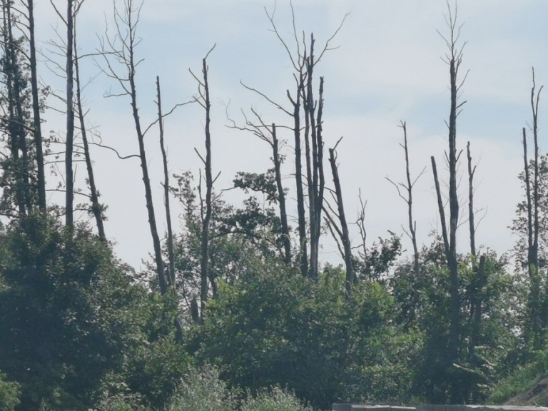 Chcą odszkodowań za kikuty drzew. Kto za to zapłaci?