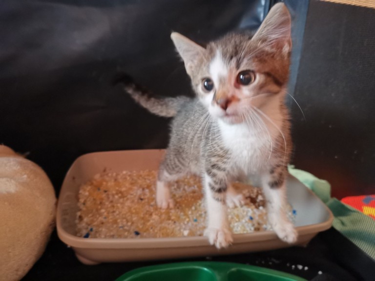 Adopcja podczas wystawy. Kocie dzieci szukają domów