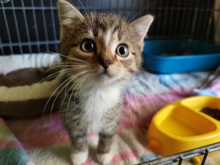 Adopcja podczas wystawy. Kocie dzieci szukają domów