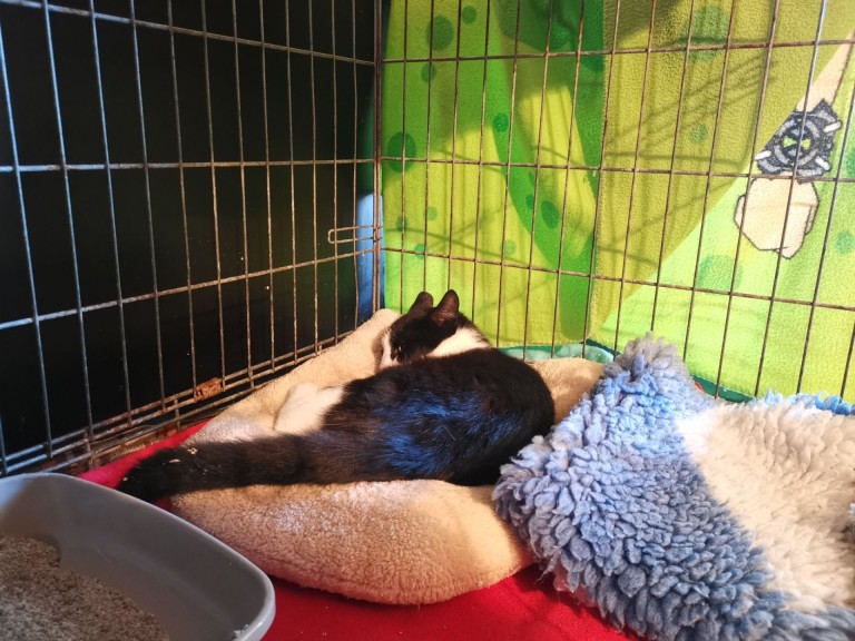 Adopcja podczas wystawy. Kocie dzieci szukają domów