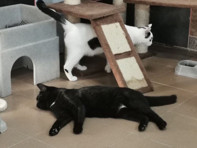 Adopcja podczas wystawy. Kocie dzieci szukają domów