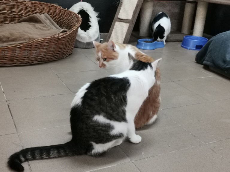 Adopcja podczas wystawy. Kocie dzieci szukają domów