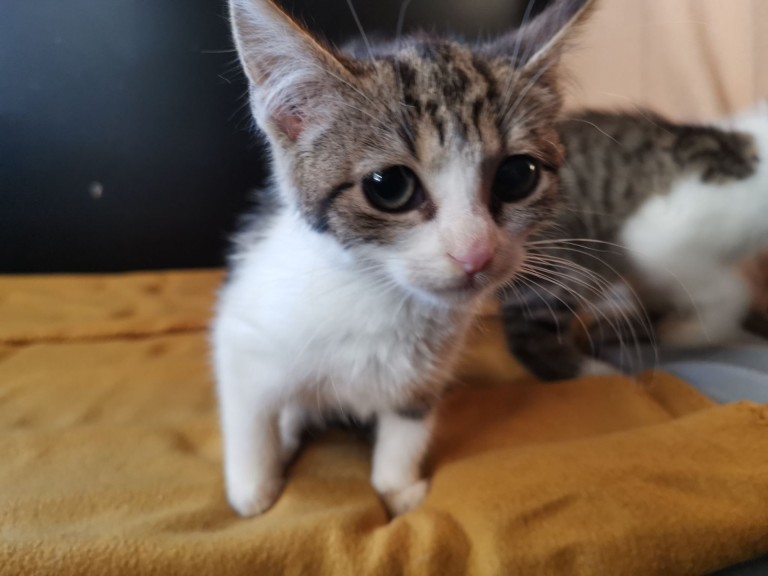 Adopcja podczas wystawy. Kocie dzieci szukają domów