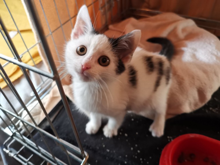 Adopcja podczas wystawy. Kocie dzieci szukają domów