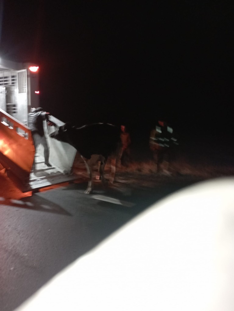 Ciężarówka z krowami wpadła do rowu
