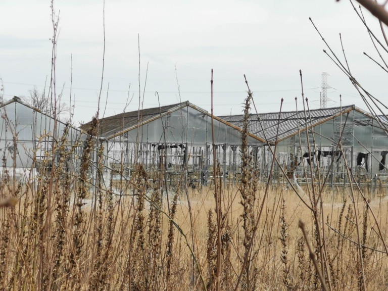 Władzimirów. Szklarnie znikają z powierzchni ziemi. Właściciel szuka inwestora