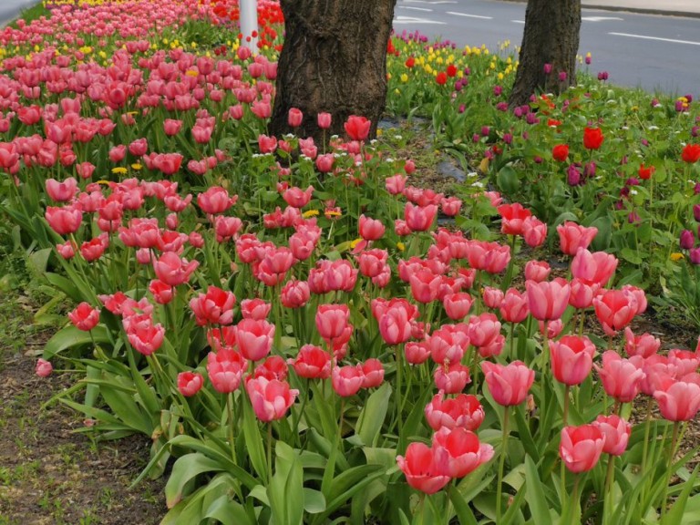 Tulipany z Dworcowej na wiosnę. To Konin, a nie Holandia