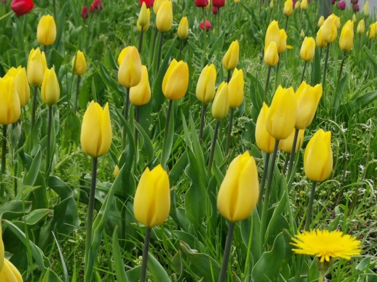 Tulipany z Dworcowej na wiosnę. To Konin, a nie Holandia