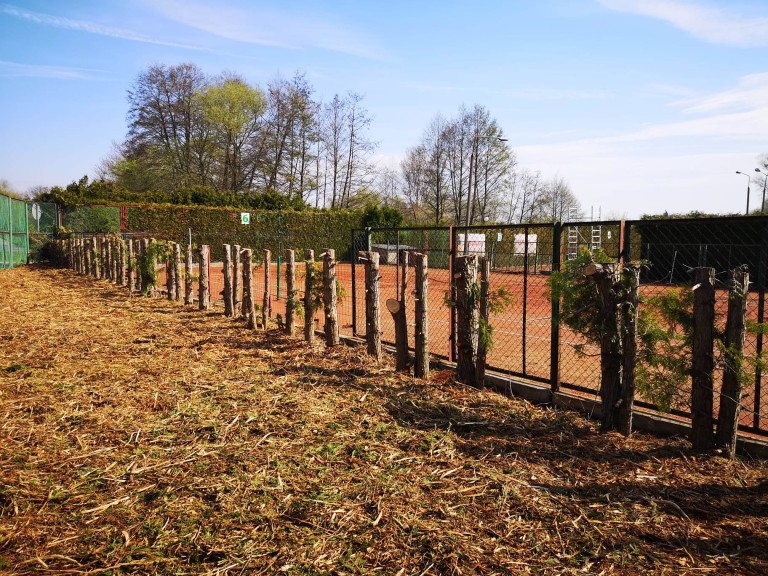 Kikuty zamiast zielonej ściany na konińskich kortach tenisowych