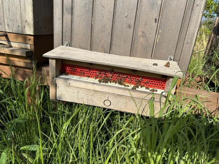 Pasieka Łężyn. W pszczelarskim świecie pełnym pracy i pasji