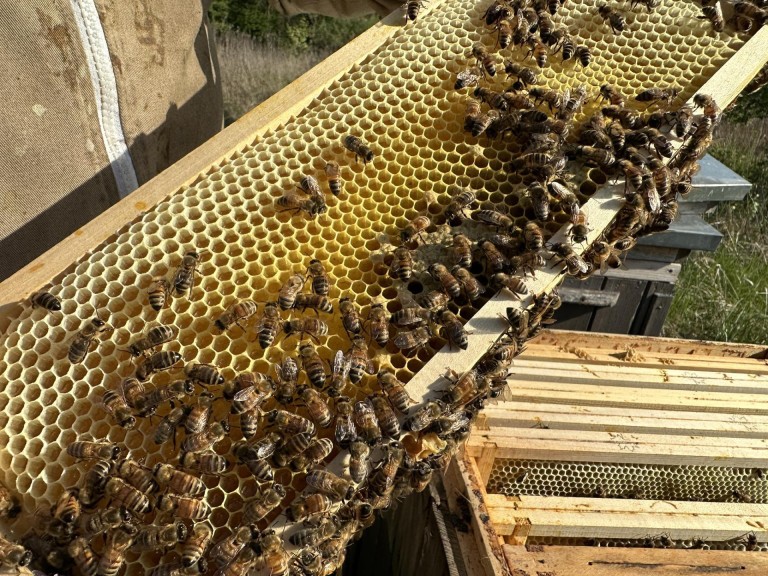 Pasieka Łężyn. W pszczelarskim świecie pełnym pracy i pasji
