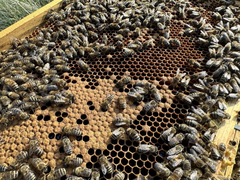 Pasieka Łężyn. W pszczelarskim świecie pełnym pracy i pasji