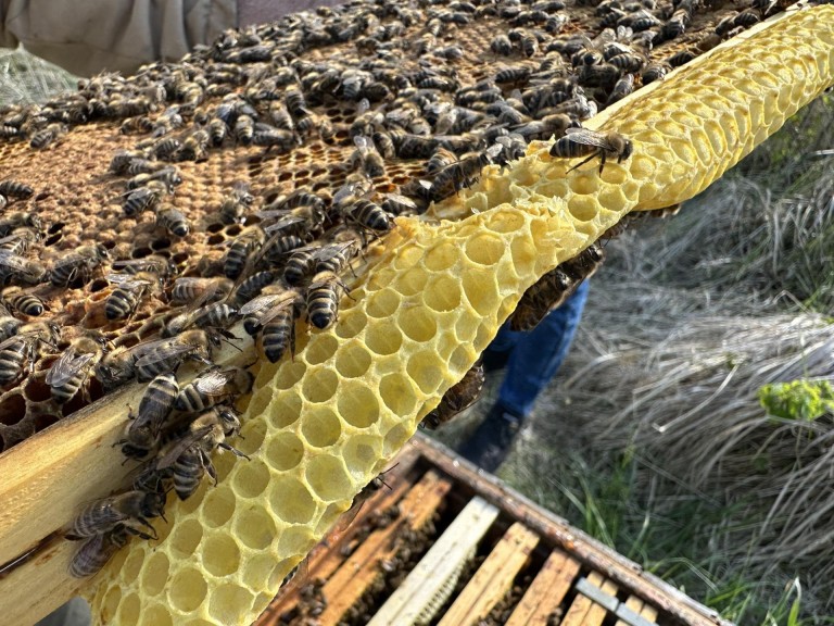 Pasieka Łężyn. W pszczelarskim świecie pełnym pracy i pasji