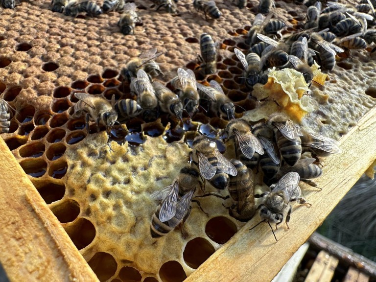 Pasieka Łężyn. W pszczelarskim świecie pełnym pracy i pasji