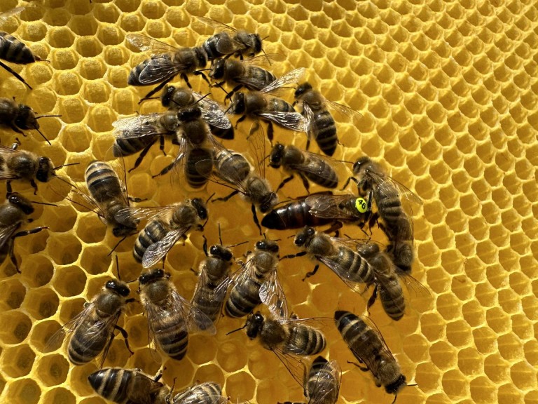 Pasieka Łężyn. W pszczelarskim świecie pełnym pracy i pasji