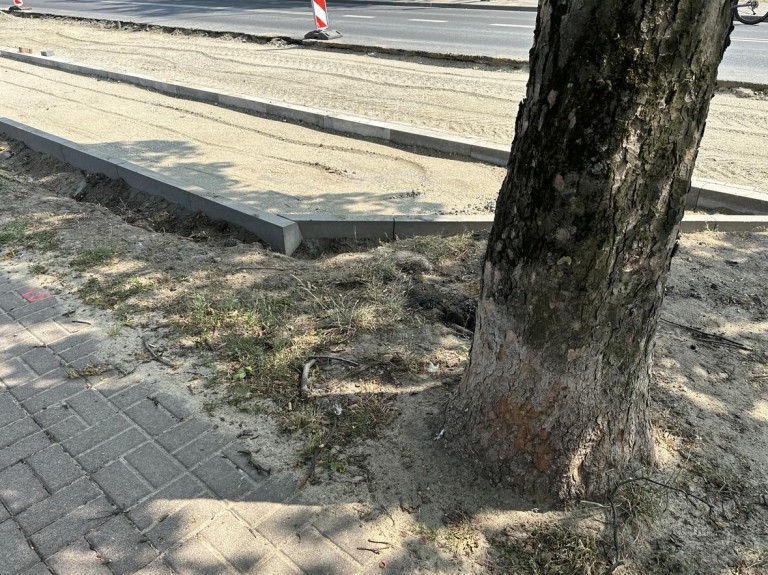 Drzewa kontra nowy dworzec w Koninie. Czy można pogodzić rozwój z ekologią?