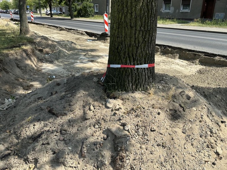 Drzewa kontra nowy dworzec w Koninie. Czy można pogodzić rozwój z ekologią?