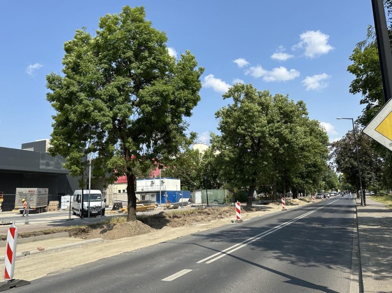 Drzewa kontra nowy dworzec w Koninie. Czy można pogodzić rozwój z ekologią?