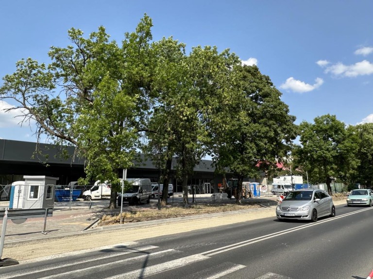 Drzewa kontra nowy dworzec w Koninie. Czy można pogodzić rozwój z ekologią?