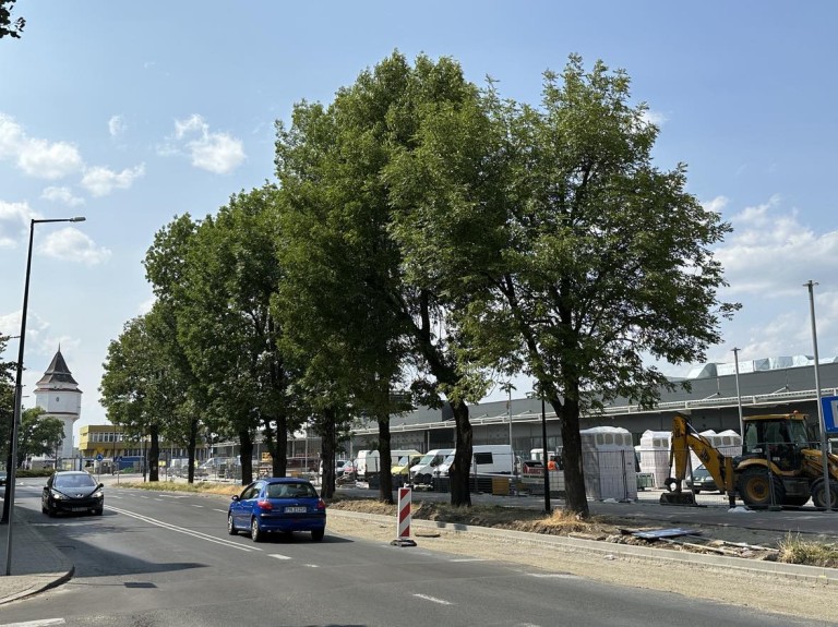Drzewa kontra nowy dworzec w Koninie. Czy można pogodzić rozwój z ekologią?