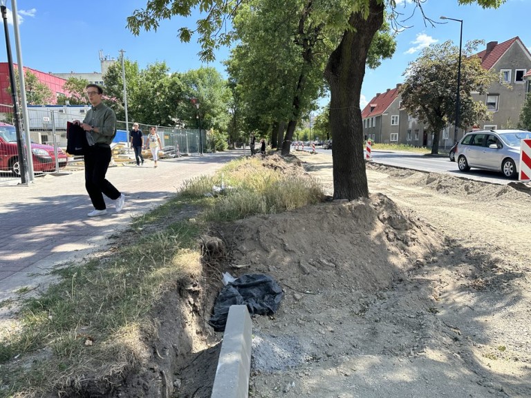 Młoda Lewica walczy o drzewa. Rusza zbiórka podpisów przeciwko wycince