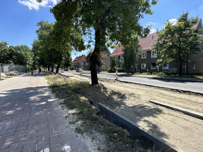 Młoda Lewica walczy o drzewa. Rusza zbiórka podpisów przeciwko wycince