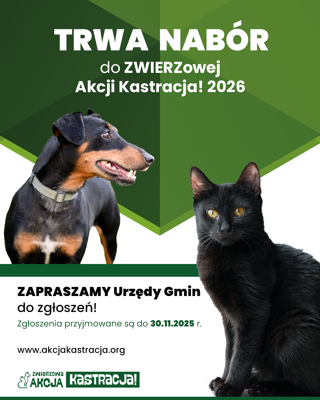 ZWIERZowa Akcja Kastracja. Gminy mogą skorzystać z dofinansowania