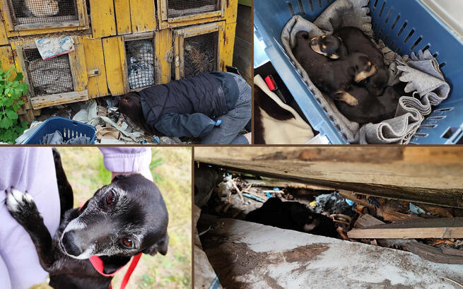 Edie potrzebuje operacji – trwa zbiórka na ratowanie życia psa ze schroniska