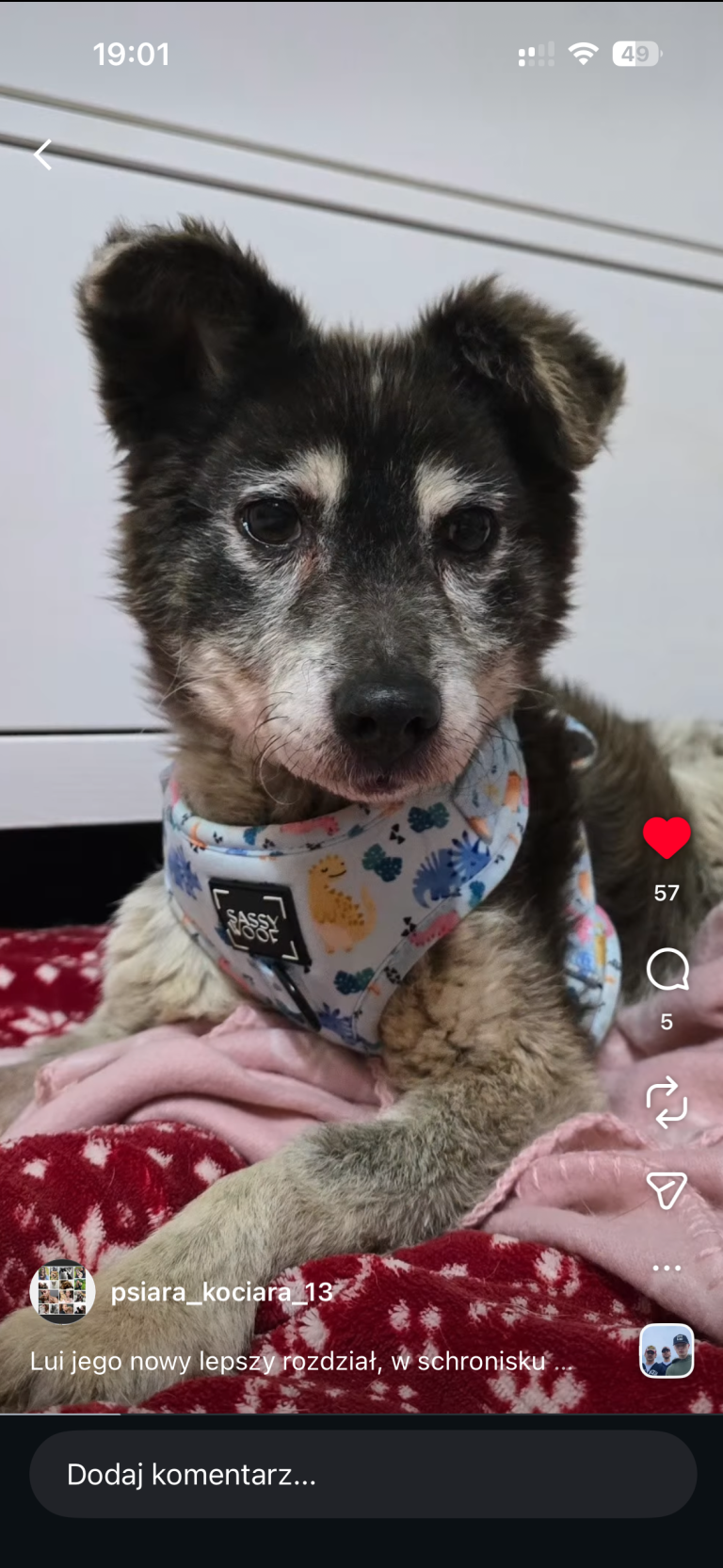 Pierwsze święta Louisa (Lui’ego) z konińskiego schroniska w nowym domu