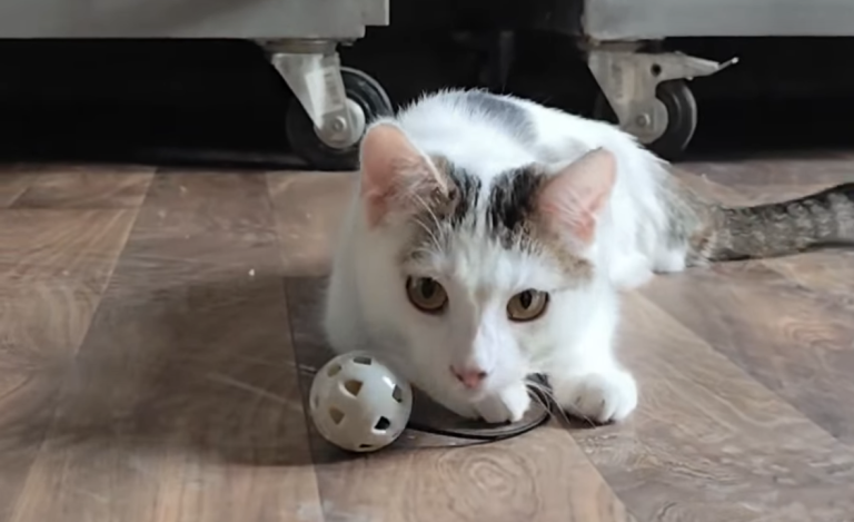 Koci podopieczni konińskiego schroniska czekają na nowe domy